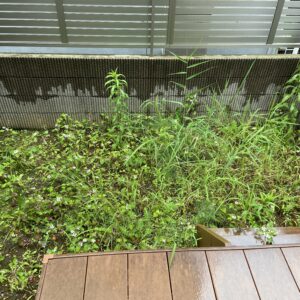 「もうウンザリ…」梅雨の雑草、夏の草むしり。プロに任せてスッキリ解決しませんか？