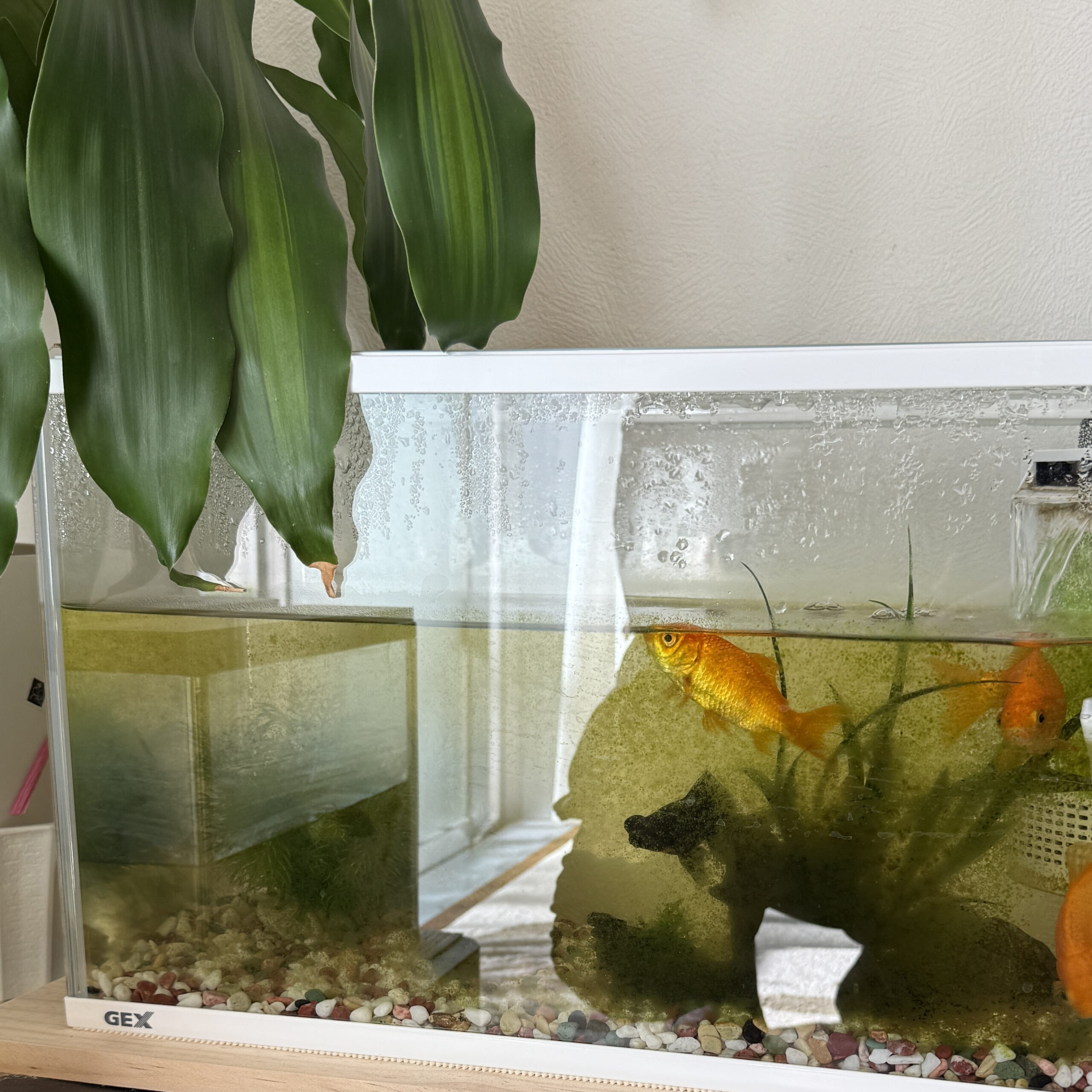 【江東区】金魚の水槽掃除でスッキリ！元気に泳ぐ姿が復活