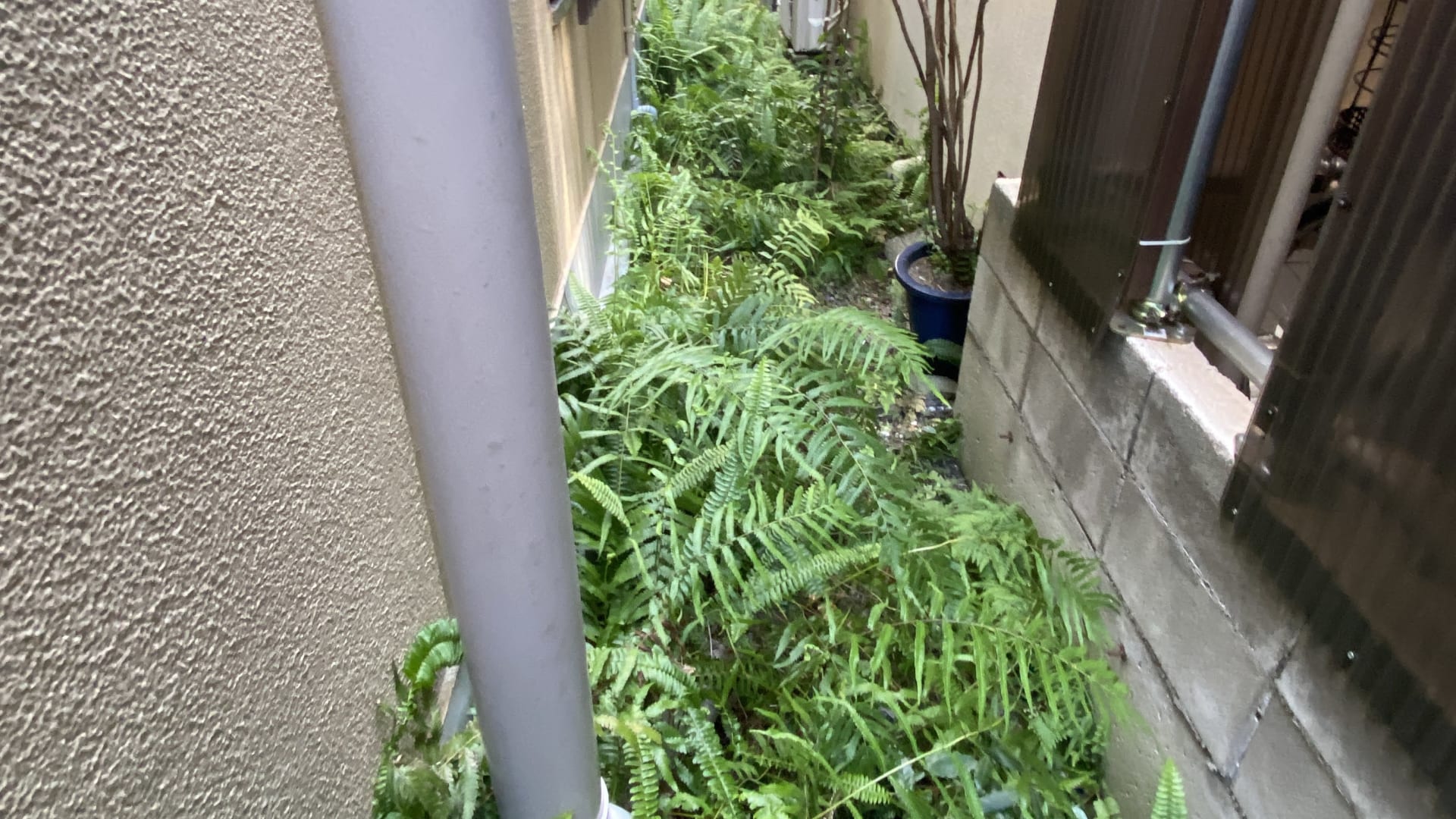 江東区で草むしり・剪定なら便利屋ちょこっと！お庭や裏路地をスッキリ解決